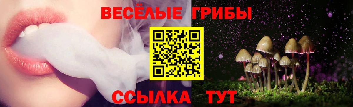 Галлюциногенные грибы Psilocybe Кстово